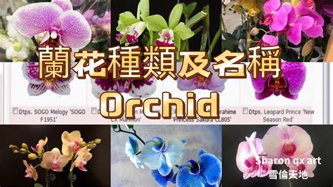 小蘭花品種|蘭花品種大全（附圖）：蘭花品種介紹及圖片鑑賞